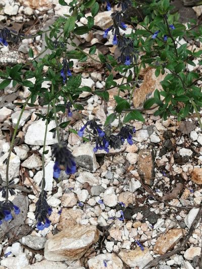Salvia helianthemifolia, photographed by Carlos Lozano-Flores