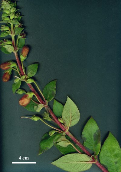 Kohleria allenii, photographed by Eduardo Chacón Madrigal