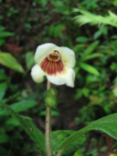 Gasteranthus delphinioides, photographed by Eduardo Chacón Madrigal