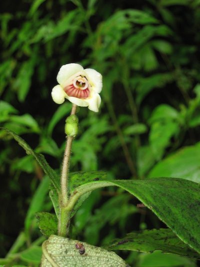Gasteranthus delphinioides, photographed by Eduardo Chacón Madrigal