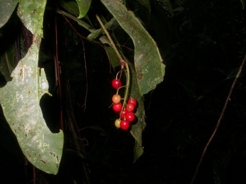 Hymenandra pittieri, photographed by Eduardo Chacón Madrigal