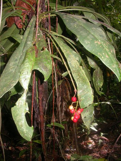 Hymenandra pittieri, photographed by Eduardo Chacón Madrigal