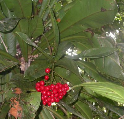 Hymenandra pittieri, photographed by Eduardo Chacón Madrigal