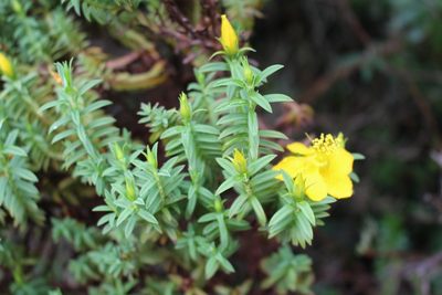 Hypericum irazuense, photographed by Jake Rehage