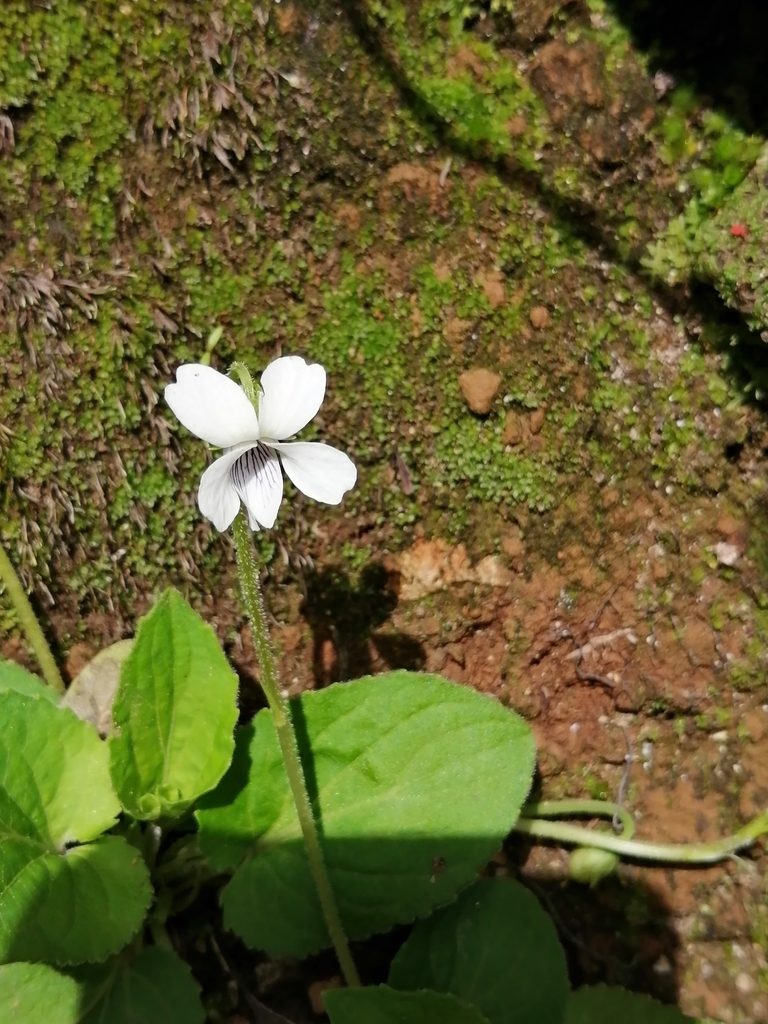 Viola grahamii, photographed by Carlos Lozano-Flores