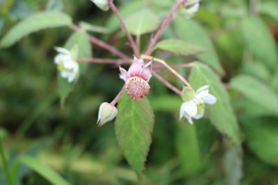 Rubus glaucus, photographed by Jake Rehage