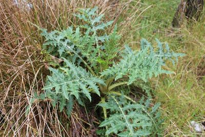 Cirsium subcoriaceum, photographed by Jake Rehage