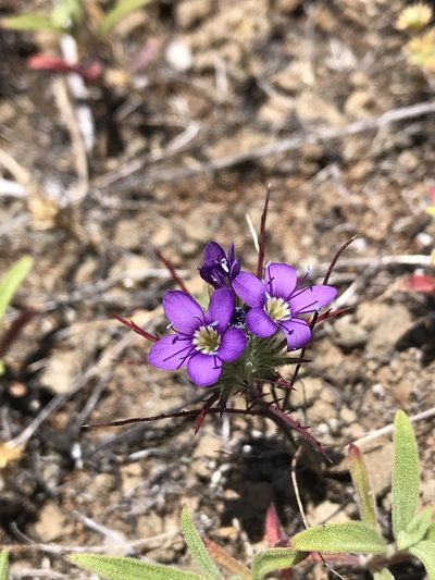 Navarretia viscidula, photographed by Roger Raiche