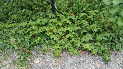 Hypericum calycinum, photographed by giantcicada