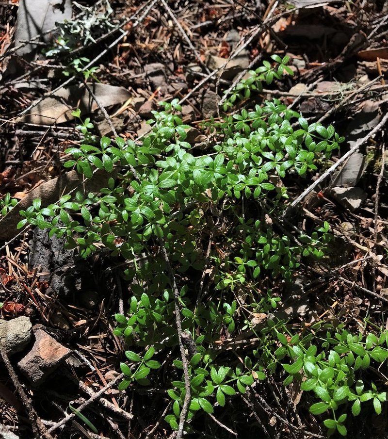 Trichogalium muricatum, photographed by Roger Raiche