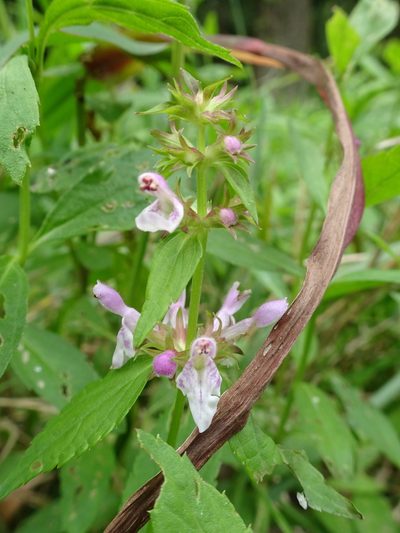 Stachys tenuifolia, photographed by Thomas Koffel