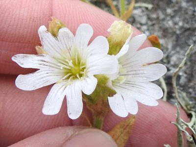 Cerastium viride, photographed by Sam Kieschnick