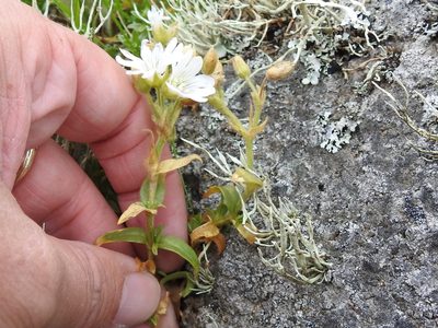 Cerastium viride, photographed by Sam Kieschnick