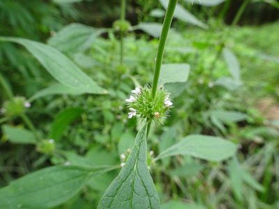 Chaiturus marrubiastrum, photographed by Thomas Koffel