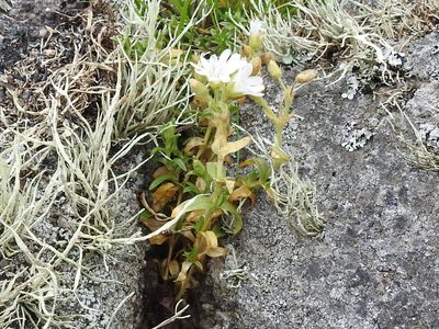 Cerastium viride, photographed by Sam Kieschnick