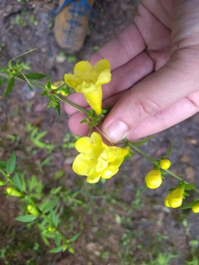 Aureolaria levigata, photographed by Akiva