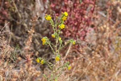 Deinandra mohavensis