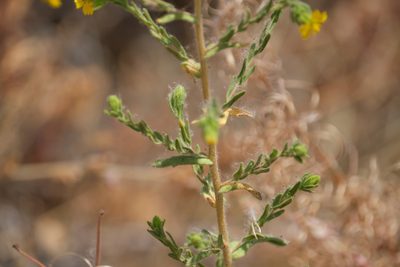Deinandra mohavensis, photographed by Shawn O'Donnell