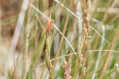 Castilleja minor, photographed by Shawn O'Donnell