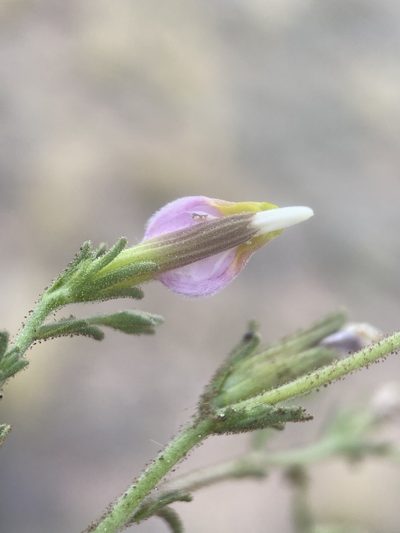 Cordylanthus parviflorus, photographed by Matt Berger