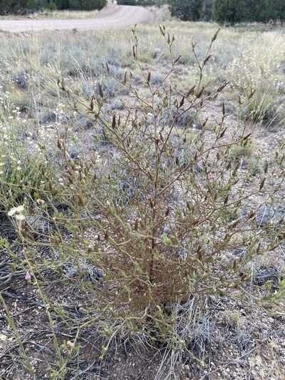Cordylanthus parviflorus, photographed by Matt Berger