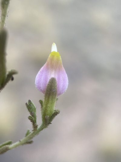 Cordylanthus parviflorus, photographed by Matt Berger