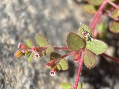 Euphorbia arizonica, photographed by Matt Berger