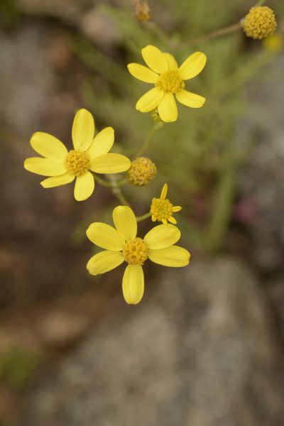 Senecio tenuifolius, photographed by Siddarth Machado
