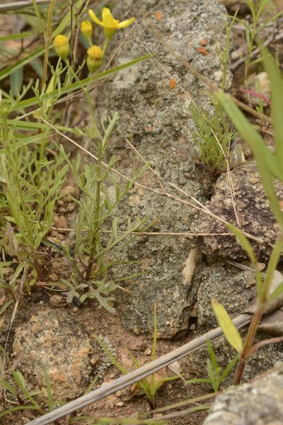 Senecio tenuifolius, photographed by Siddarth Machado