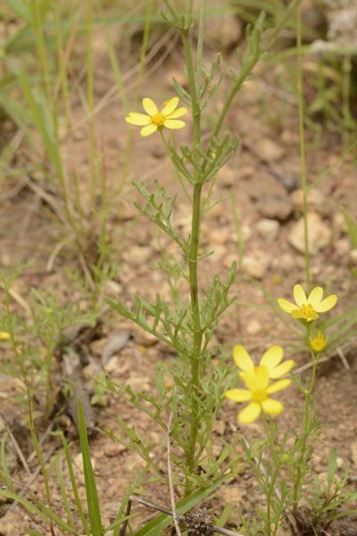 Senecio tenuifolius, photographed by Siddarth Machado