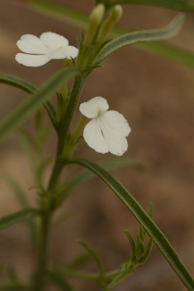 Striga densiflora, photographed by Siddarth Machado