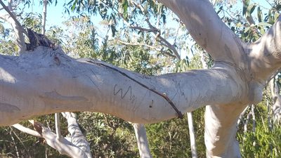 Eucalyptus haemastoma, photographed by Sofia Zvolanek