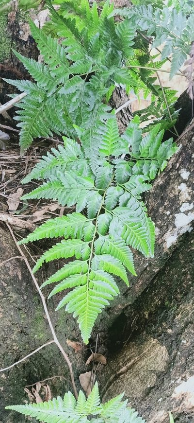 Davallia denticulata, photographed by Ong Jyh Seng