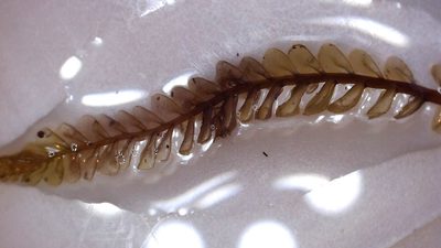 Plagiochila fuscella, photographed by Leon Perrie