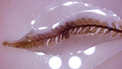 Plagiochila fuscella, photographed by Leon Perrie