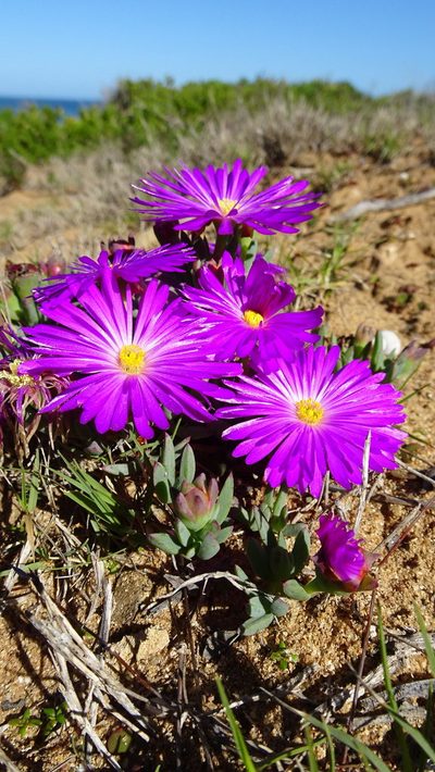 Lampranthus diutinus, photographed by Paul Emms