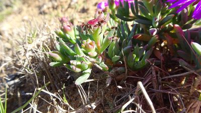 Lampranthus diutinus, photographed by Paul Emms