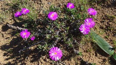 Lampranthus diutinus, photographed by Paul Emms