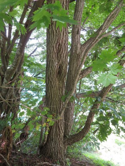 Acer shirasawanum, photographed by Marco Mussita