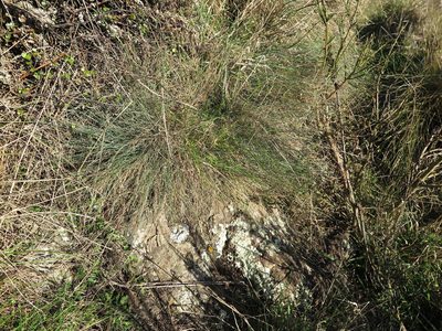 Festuca actae, photographed by Alice Shanks