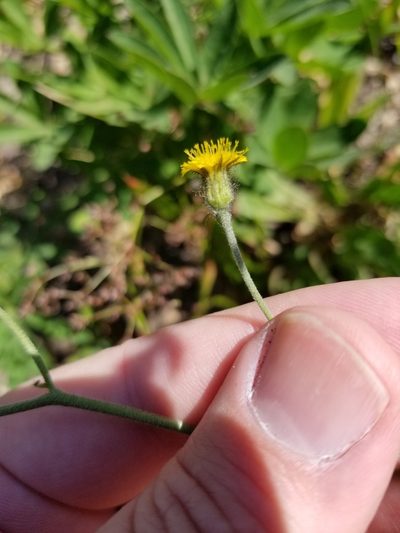 Hieracium triste, photographed by kweitemier