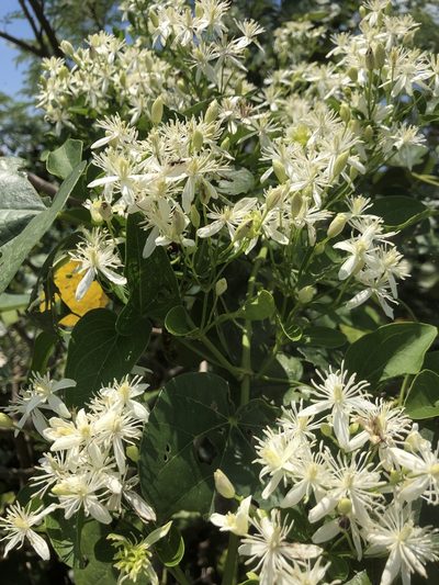 Clematis meyeniana, photographed by Takaaki Hattori