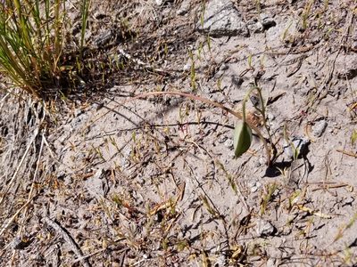 Calochortus subalpinus, photographed by kweitemier