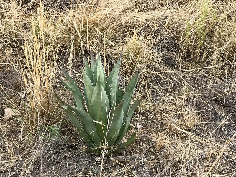 Agave shrevei, photographed by CK2AZ