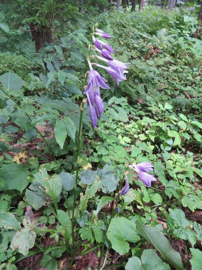 Hosta sieboldii, photographed by Marco Mussita