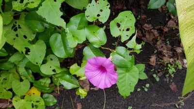 Ipomoea tiliacea, photographed by Martín Sánchez Vilchis