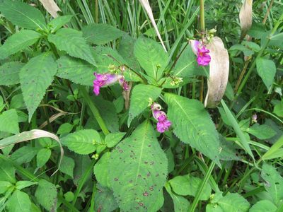Impatiens textorii, photographed by Marco Mussita