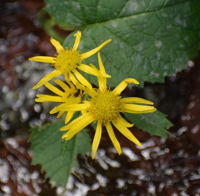 Jacobaea alpina, photographed by Gergely Nigg
