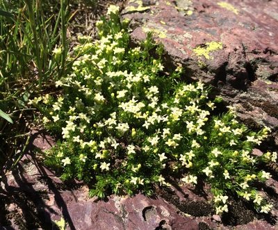 Galium pyrenaicum, photographed by nick_goldwater
