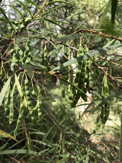 Acacia simsii, photographed by elawrey